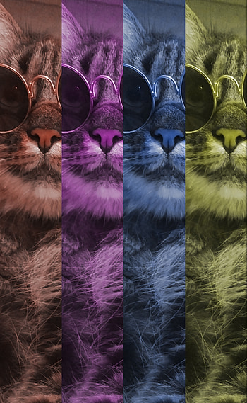 Geronimo cat, gato HD phone wallpaper