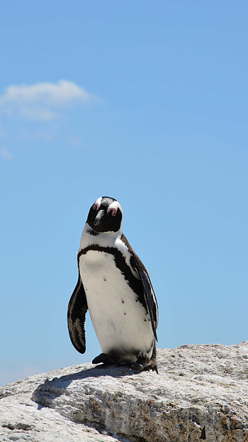 Varied penguin , Diverse collection, 94 options, Penguin variety HD phone wallpaper