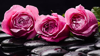 Pink Roses, Water, Rocks, Pink, Spa HD wallpaper
