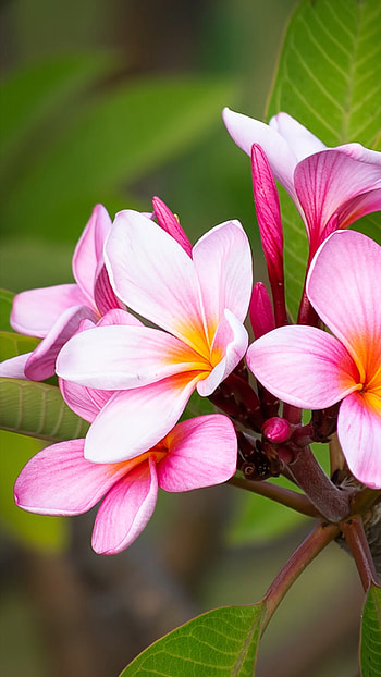 Frangipani beauty, Exotic floral charm, Tropical paradise, Artistic delight HD phone wallpaper