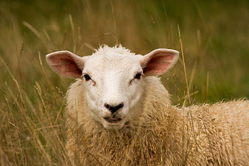 Sheep close-up, Soft fur, Peaceful animal, for sheep enthusiasts HD wallpaper