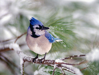 Birds, Animals HD wallpaper