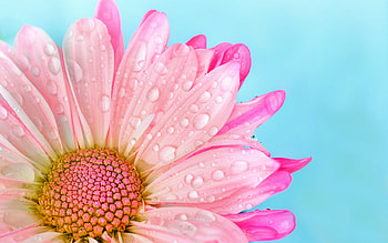 Gerbera, macro, daisy, blye, pink, flower HD wallpaper