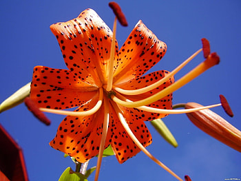 Plants, Flowers HD wallpaper