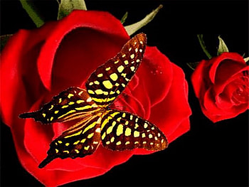 On red, black, butterfly, red, yellow HD wallpaper