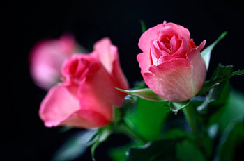 For you, pastel, tribute, pink roses, soft, flowers, beauty HD wallpaper