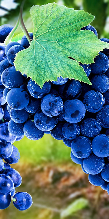 Concord, Grapes HD phone wallpaper