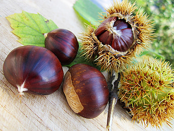 Chestnut tree, Feast of chestnuts, Marrone dop, Chestnut festival HD wallpaper
