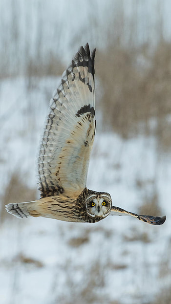 Owl watching you, Animal, owl HD phone wallpaper