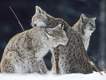 big cats, animal, cats, cute, lynx HD wallpaper