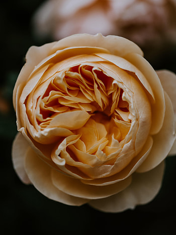 Flower, Macro, Rose Flower, Rose, Petals, Bud HD phone wallpaper