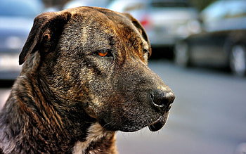Animals, Dog, Muzzle, Color, Sadness, Sight, Opinion, Sorrow HD wallpaper