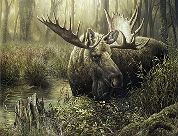 Moose, Impressive s, Majestic moose, Nature's spectacle HD wallpaper
