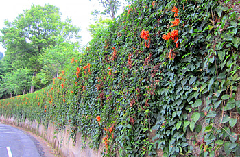 Flower wall, climbing plants, wall, flowers, forest farm HD wallpaper