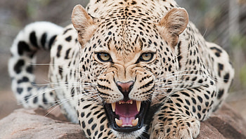 big cat, ferocious, leopard, fangs, cats HD wallpaper