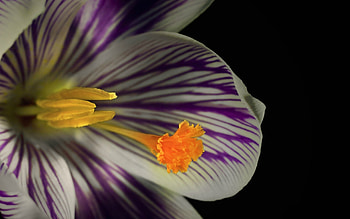 Crocus, purple, white, black, yellow, spring HD wallpaper