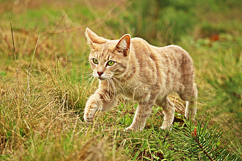 Animals, Grass, Cat, Stroll HD wallpaper
