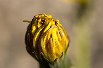 Flower, Macro, Dry, Dandelion HD wallpaper