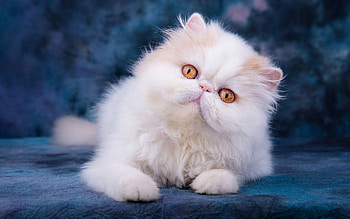 ersian Cat, fluffy cat, white cat, cats, close-up, cat with yellow eyes, domestic cats, pets, white Persian Cat, cute animals, Persian HD wallpaper
