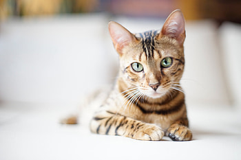 Bengal kittens in , Adorable and cute, High-quality , Perfect for kittens lovers HD wallpaper