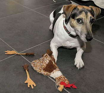 IT WAS'NT ME, dog, toy, pup, broken HD wallpaper