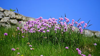 Beautiful pink flowers blooming in a lush green field against a clear blue sky. HD wallpaper