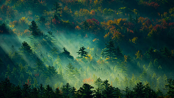 Autumn forest, Trees HD wallpaper