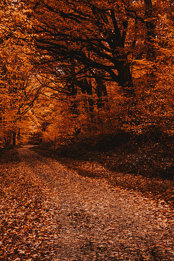 Nature, Trees, Autumn, Forest, Path, Fallen Foliage, Fallen Leaves HD phone wallpaper