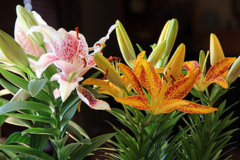 Easter Star Gazer Lilies, Flowers, Nature, Easter, Lilies HD wallpaper