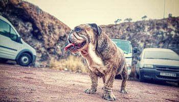 Animals, Dog, Spotty, Spotted, Protruding Tongue, Tongue Stuck Out HD wallpaper