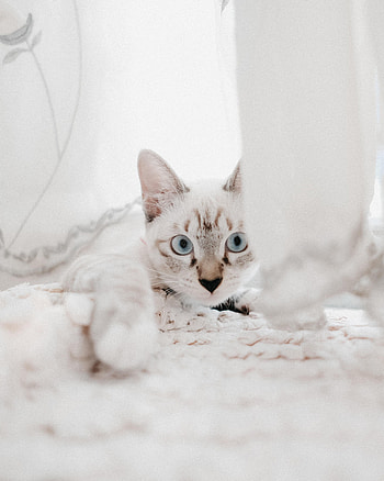 Animals, Cat, Muzzle, Pet, Sight, Opinion HD phone wallpaper