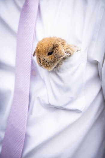 Animals, Fluffy, Nice, Sweetheart, Rabbit, Hare HD phone wallpaper