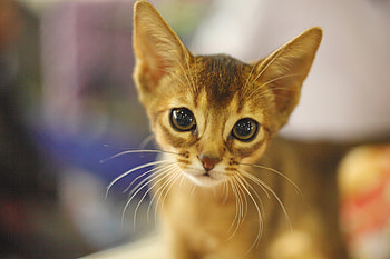 Kitten, Abyssinian HD wallpaper