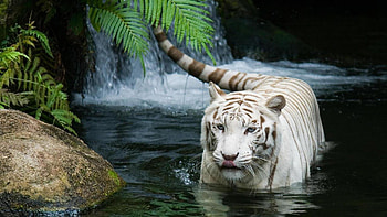 ... Tiger For Group HD wallpaper
