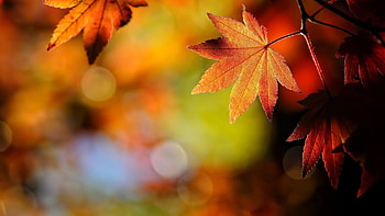 Autumn maple leaves, Nature's beauty, Backgrounds HD wallpaper