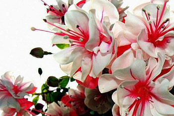 Red and White Elegance, white, red, nature, flowers, elegance HD wallpaper