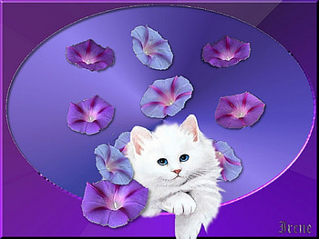 ANOTHER FRAMED KITTY, purple, cat, flowers, kitty HD wallpaper