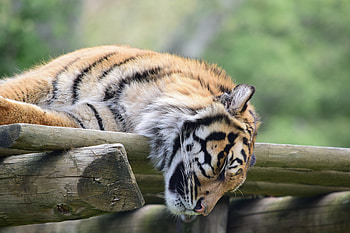 Animals, Muzzle, Predator, Tiger, Sleep, Dream HD wallpaper