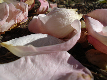 rose petals, rose, pink, white, love, nature, beauty, pure HD wallpaper