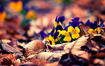 fall flowers background | walljpeg. HD wallpaper