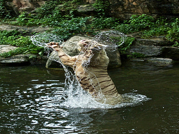 Tiger, jungle, fun, water HD wallpaper