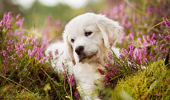 Akbash Dog, golden retriever, background HD wallpaper