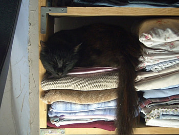 Fast asleep . . . ., cute, cat, black, sleeping HD wallpaper