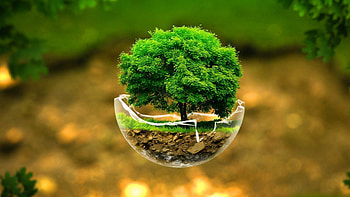Bonsai, Trees HD wallpaper