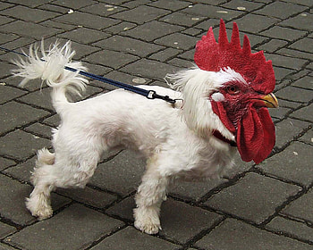 Cock-a-do-dog, dog, sexy, chicken, wierd, red, rooster HD wallpaper