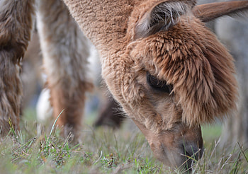 Meadowgate alpacas, Beautiful farm, Serene landscapes, Tranquil environment HD wallpaper