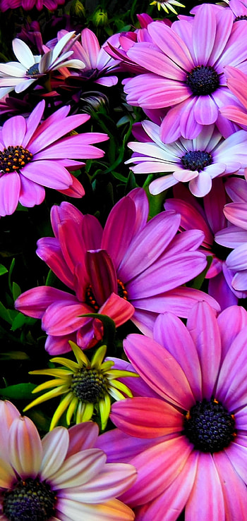 Colorful Daisies, purple flower, yellow flower, colorful, colors, daisy, flower, nature HD phone wallpaper