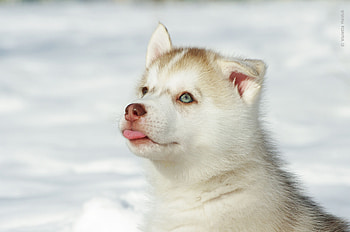 Animals, Light, Muzzle, Light Coloured, Puppy, Husky, Haska HD wallpaper