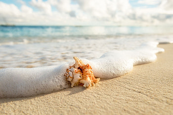 Shell on Beach, Zanzibar, Serene beauty, Coastal paradise HD wallpaper