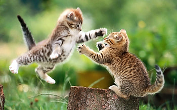 Animals, Cats HD wallpaper